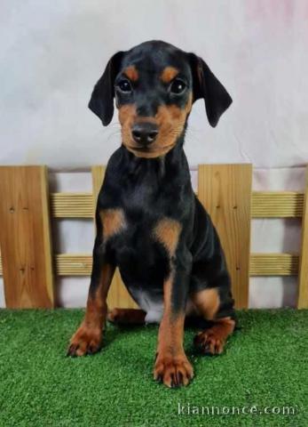 Chiot pinscher nain a donné contre bon soin 