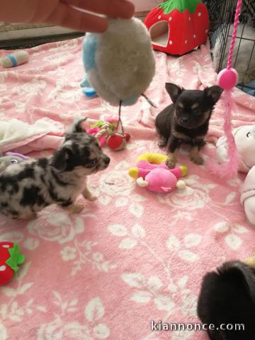 A donner Superbes Chiots Chihuahua Pure Race