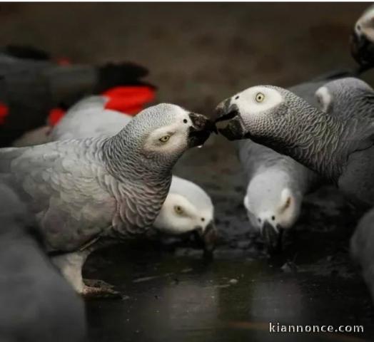 Magnifique oiseaux GRIS DU GABON à adopter