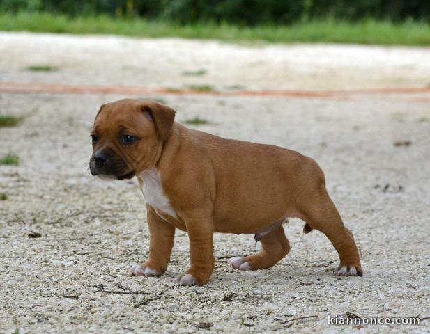 Chiots Staffordshire Bull Terrier LOF a donner