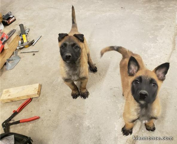 Chiots malinois à donner.