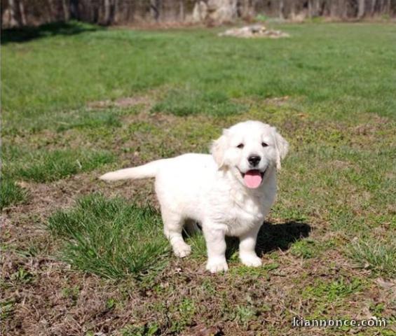 GOLDEN RETREIVER POUR COMPAGNIE