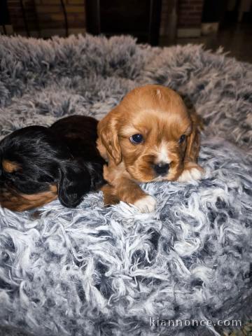 chiot cavalier king charles à donner 