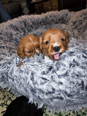 chiot cavalier king charles a donner 