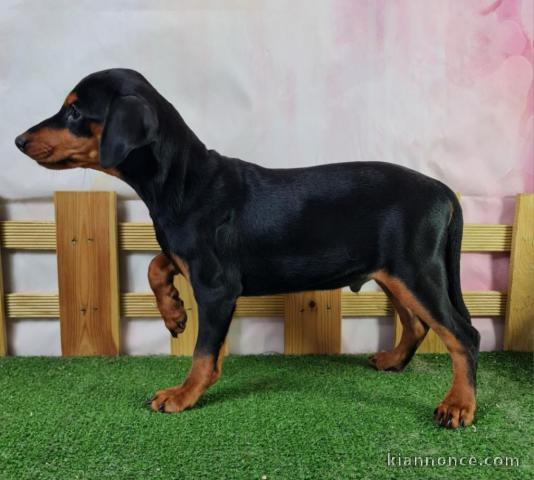 chiot type pinscher nain a donné 