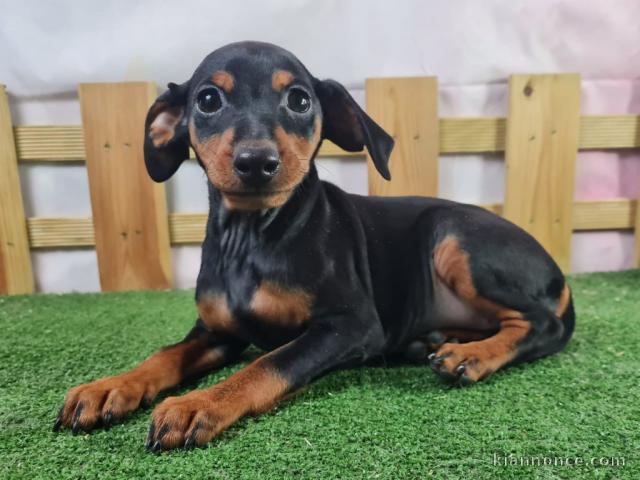 chiot type pinscher nain femelle à donner 