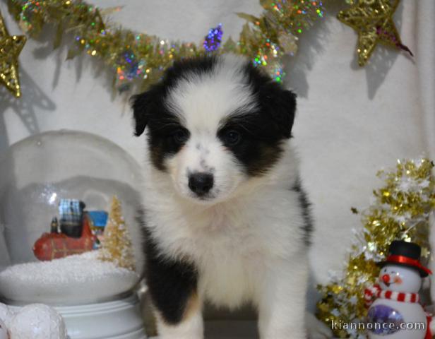 chiot type berger australien mâle 