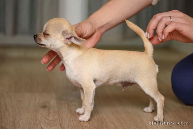 Chiot type chihuahua disponibles 