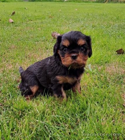 chiot cavalier king charles à donner 