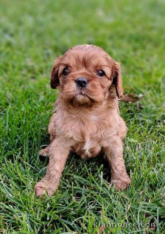 chiot cavalier king charles a donner 