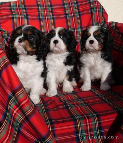 Chiot type cavalier king charles pour adoption 