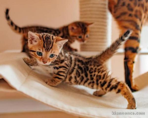 Chaton race Bengal adorable a donner 