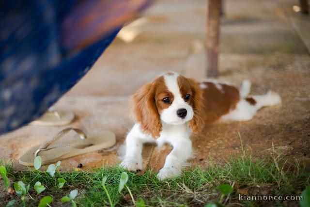 Chiot cavalier king Charles