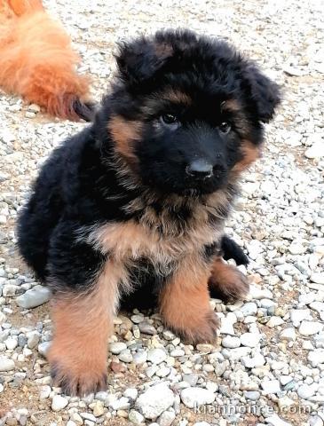 Chiots  berger allemand 