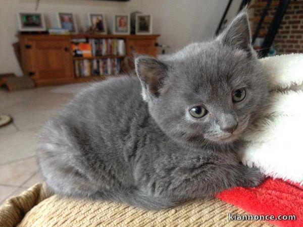 Adorables chatons chartreux mâle et femelle