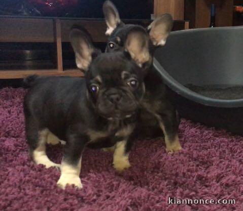 Disponibles chiots bouledogue francais