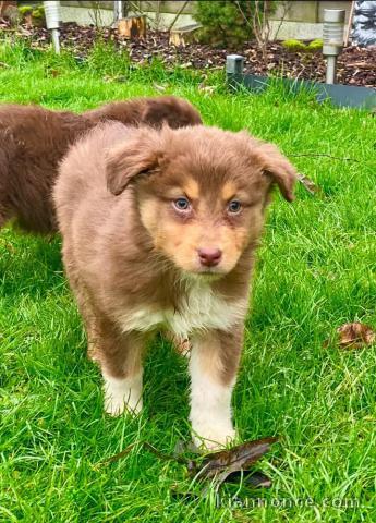 Adorable chiot berger australien lof mâle 