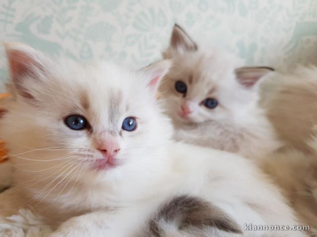 Adorable chaton Ragdoll LOOF 