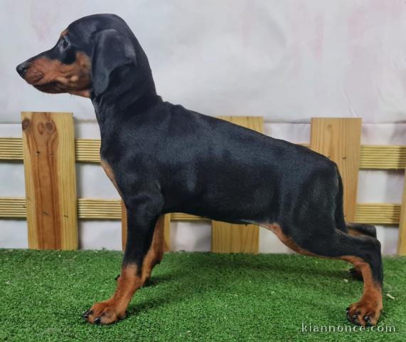 chiots pinscher nain a donner 