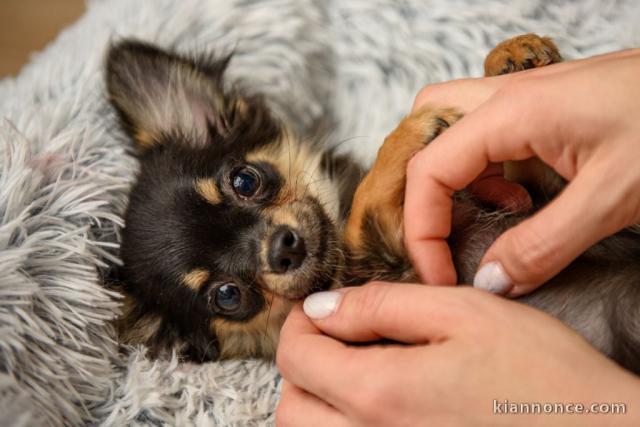 Chiot chihuahua mâle à donner 