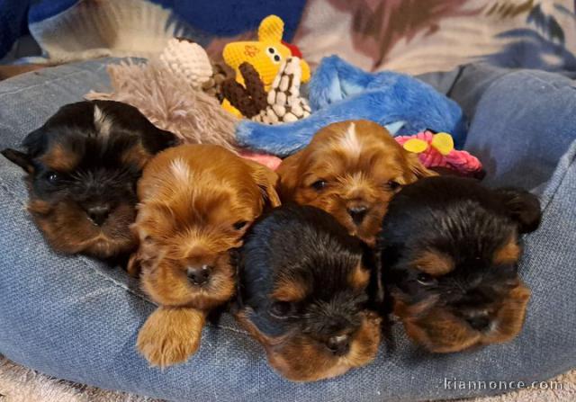 Adoption Chiot cavalier king charles disponibles 