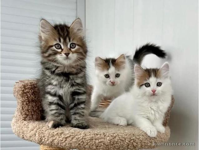 Maine coon disponibles pour adoption 