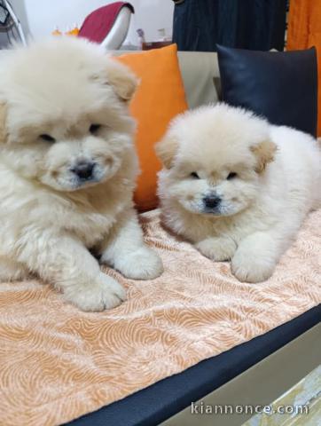 chiot chow-chow a donner 