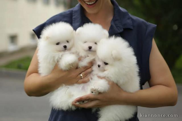 chiot spitz nain poméranie adorable 