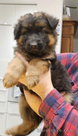 chiot berger allemand à donner 