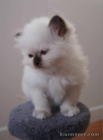 chaton Ragdoll à donner 