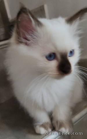 Adoption Chatons Ragdoll disponible 