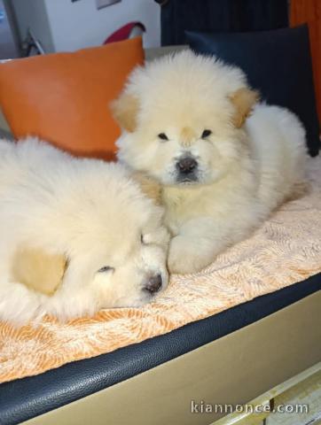 chiot chow-chow a donner 