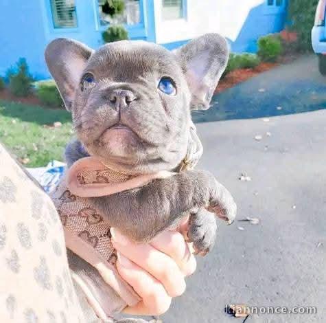 chiot bouledogue français mâle a donner 