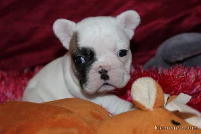 À adopter chiot type bouledogue français 