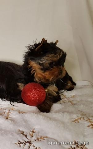 À adopter chiot yorkshire terrier femelle 