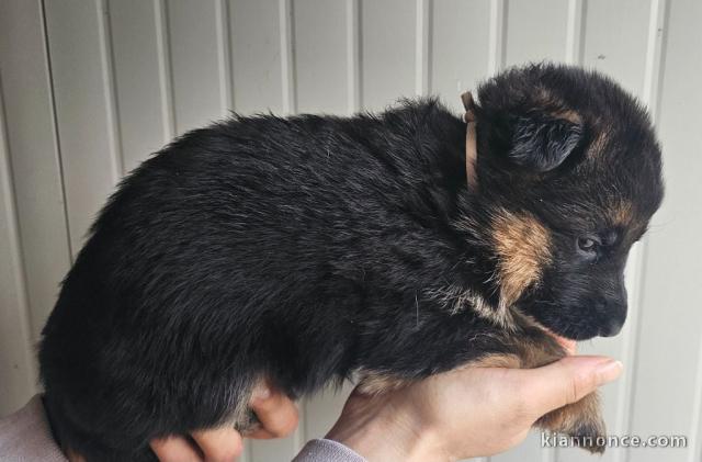 chiot berger allemand lof mâle à donner 