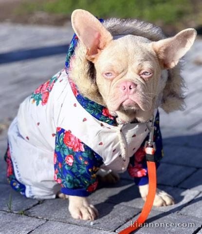 Bouledogue Français Petit garçon rose