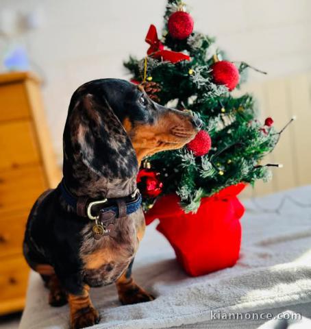 Chiots teckels a donner contre bon soin 