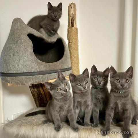 Adoption chatons Chatreux disponibles 