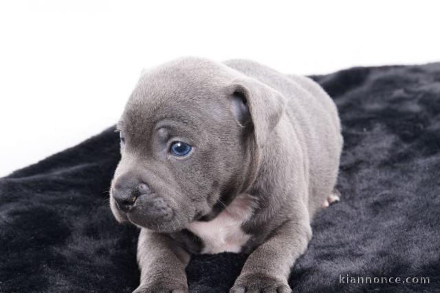 Chiot staffie à donner contre bon soin 