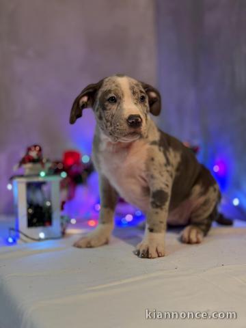 Chiots American Bully