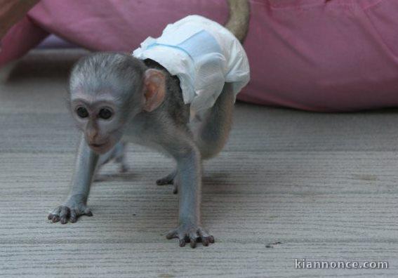 singes capucins pour une bonne maison