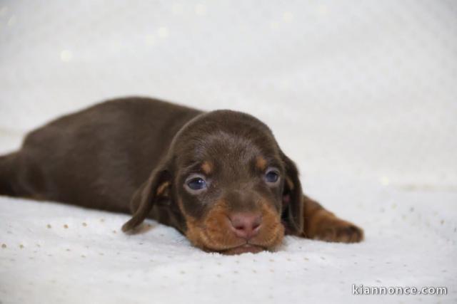 chiot type tecket femelle à adopter 