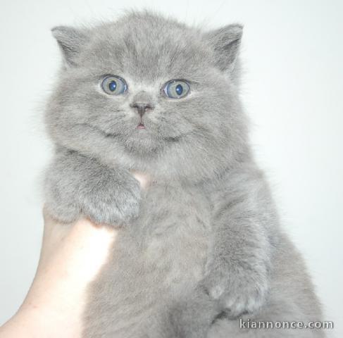 Chaton British Shorthair et Longhair à donner 