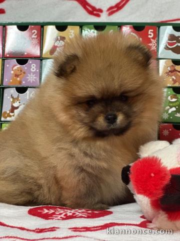 Adorable chiot Spitz allemand lof