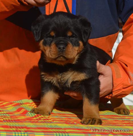 chiot rottweiler Mal à donner 