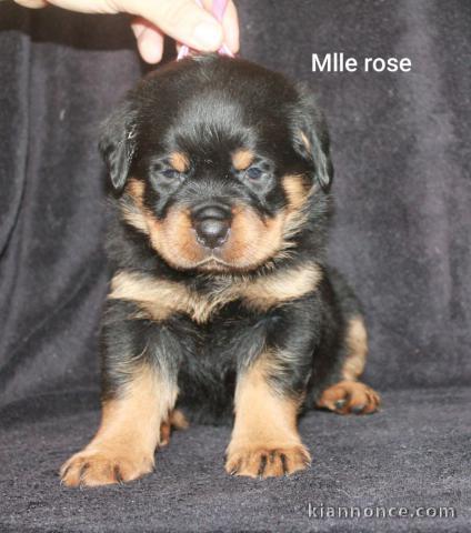 chiot rottweiler disponibles 