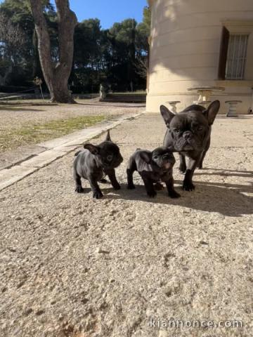 chiot bouledogue français pour adoption 