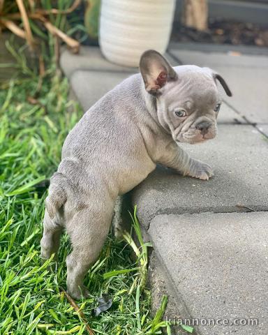 bébé Bouledogue Français