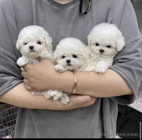 Trois chiots bichon Maltais à donner 